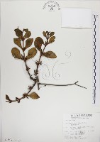 高氏桑寄生藏品圖，第1張