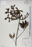 高氏桑寄生藏品圖，第1張