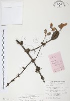 杜鵑桑寄生藏品圖，第1張