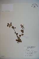小葉莢迷藏品圖，第1張