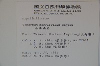 小葉莢迷藏品圖，第2張