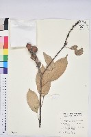 短尾柯、油葉杜、嶺南柯藏品圖，第1張