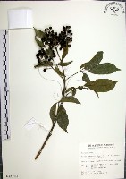 山埔姜藏品圖，第1張