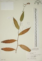 臺灣油點草藏品圖，第1張