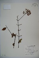 呂宋莢迷藏品圖，第1張