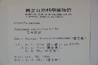 呂宋莢迷藏品圖，第2張