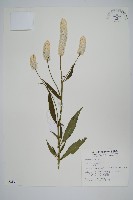 青葙藏品圖，第1張