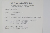 青葙藏品圖，第2張