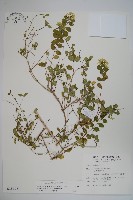 臺灣糯米條藏品圖，第1張