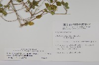 臺灣糯米條藏品圖，第2張