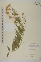 臺灣馬蘭藏品圖，第1張