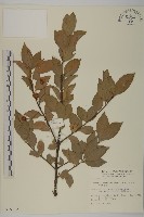 厚葉衛矛藏品圖，第1張