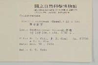 厚葉衛矛藏品圖，第2張