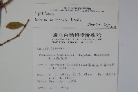 追分忍冬藏品圖，第2張