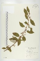 藤胡頹子藏品圖，第1張