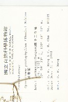 絞股藍藏品圖，第2張