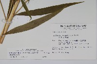 大本山梗菜藏品圖，第2張