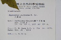 六角英, 槍刀菜藏品圖，第2張