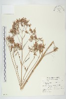 倒吊蓮、匙葉燈籠草藏品圖，第1張