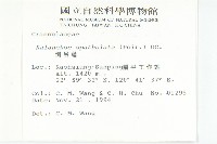 倒吊蓮、匙葉燈籠草藏品圖，第2張