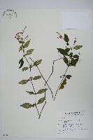 針刺草藏品圖，第1張