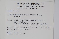 針刺草藏品圖，第2張