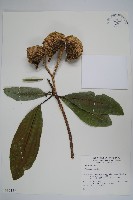 蟾蜍樹藏品圖，第1張