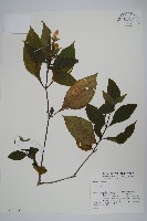 腺萼馬藍藏品圖，第1張