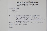 腺萼馬藍藏品圖，第2張