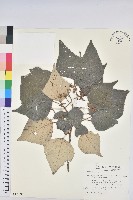 白匏子藏品圖，第1張