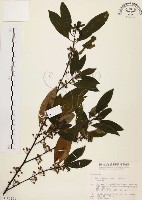 山胡椒藏品圖，第1張