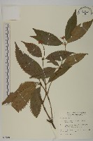 草珊瑚、紅果金粟蘭藏品圖，第1張