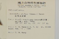 草珊瑚、紅果金粟蘭藏品圖，第2張