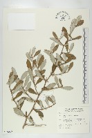 宜梧藏品圖，第1張