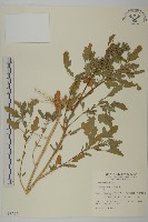 藜、灰藜藏品圖，第1張