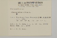 藜、灰藜藏品圖，第2張