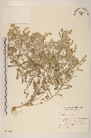 多莖鼠麴草藏品圖，第1張