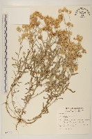 鼠麴舅藏品圖，第1張