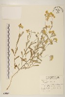 鼠麴草藏品圖，第1張