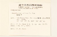 鼠麴草藏品圖，第2張