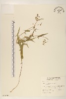 多頭苦菜、野剪刀股藏品圖，第1張