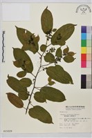 桶鉤藤藏品圖，第1張