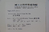 呂宋莢迷藏品圖，第2張