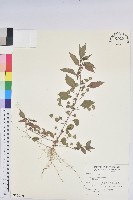 鐵莧菜藏品圖，第1張