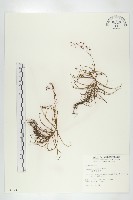 長葉茅膏菜藏品圖，第1張