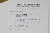 尖尾鳳、馬利筋藏品圖，第2張