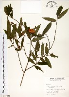 柳葉山茶藏品圖，第1張