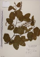 菊花木藏品圖，第1張