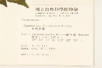 臺灣澤蘭藏品圖，第2張