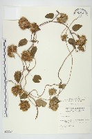 長梗毛娥房藤藏品圖，第1張